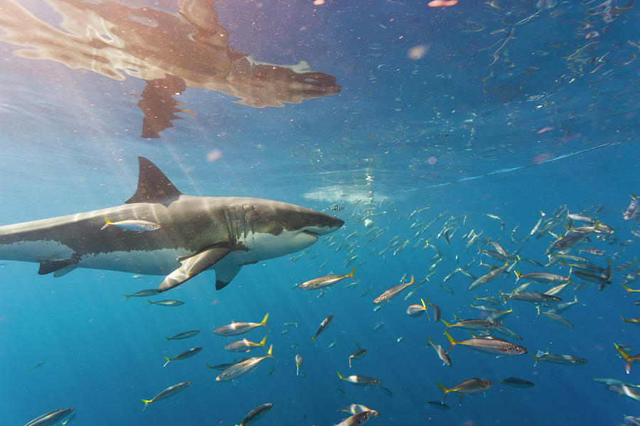 Great White Shark Large 5 Meter Photograph By Stuart Westmorland Pixels