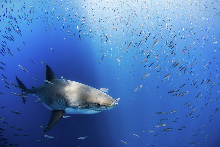 Great White Shark Photograph by Nicole Young