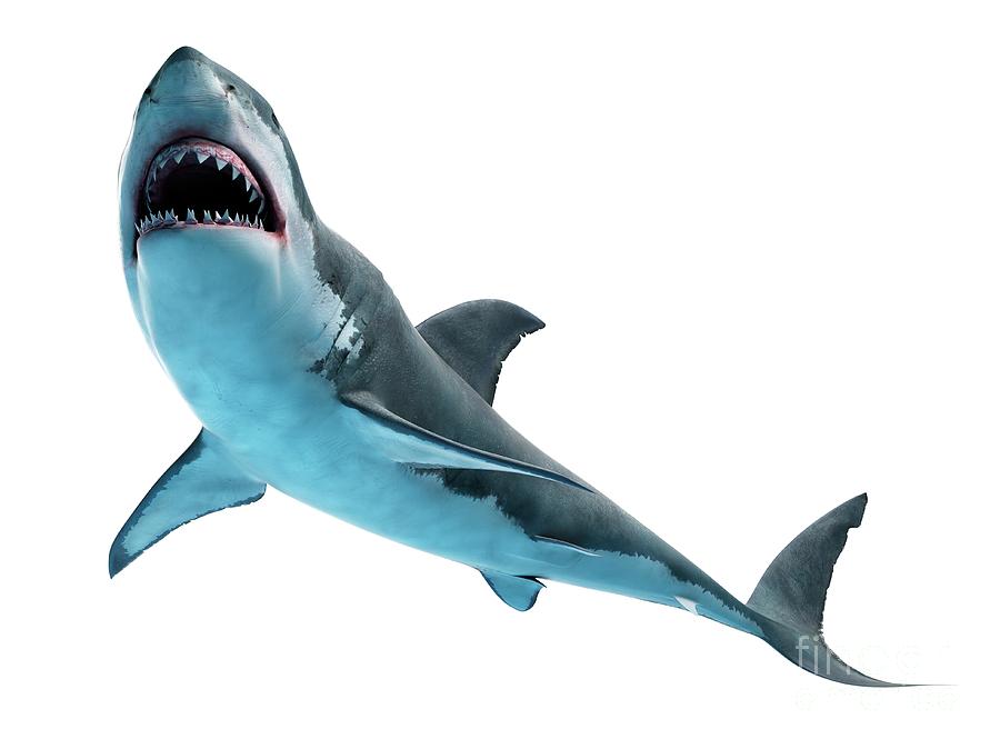 Great White Shark Photograph by Sebastian Kaulitzki/science Photo Library