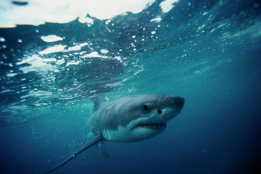 Great White Shark, South Africa Photograph by Stuart Westmorland