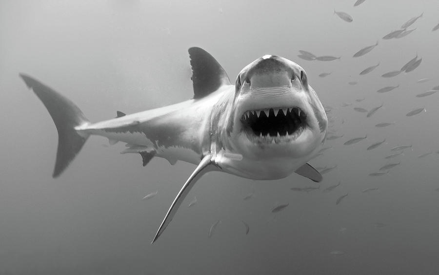Great White Smile Photograph by Dan Orr