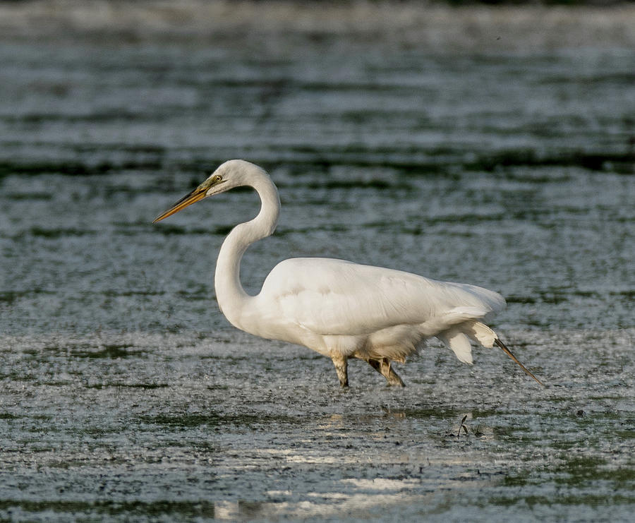 Great White Wader Photograph By Phillip Beyser Fine Art America