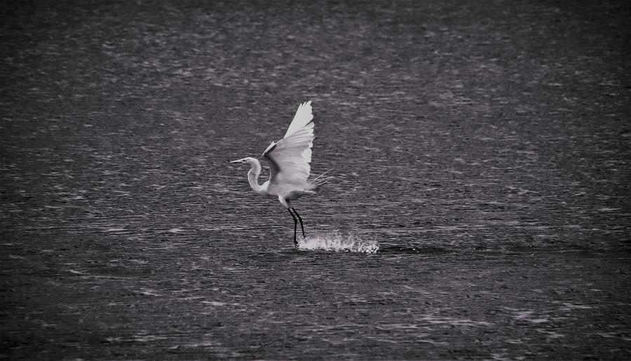 Great White Walking On Water by Karen Silvestri Great White Walking On Water by Karen Silvestri