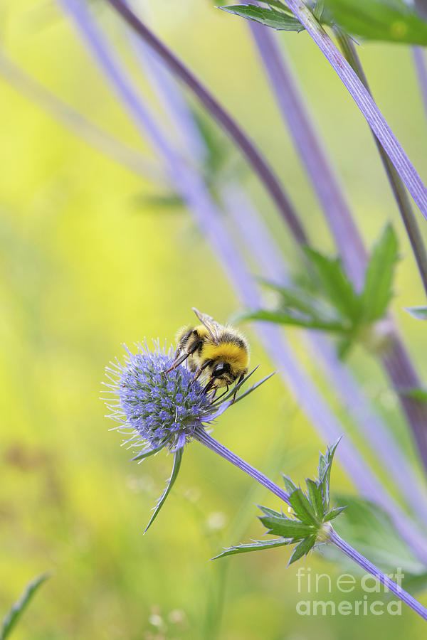 Male White-tailed Bumblebee on a Tripartite Sea Holly Flower Photograph by TimBumblebee feeding on a Tripartite Sea Holly Flower Gainey