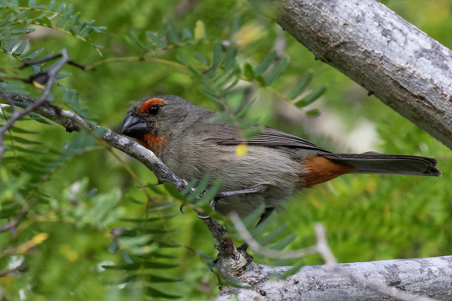 Greater Photograph - Greater Antillean Bullfinch by Thomas Kallmeyer Greater Photograph - Greater Antillean Bullfinch by Thomas Kallmeyer