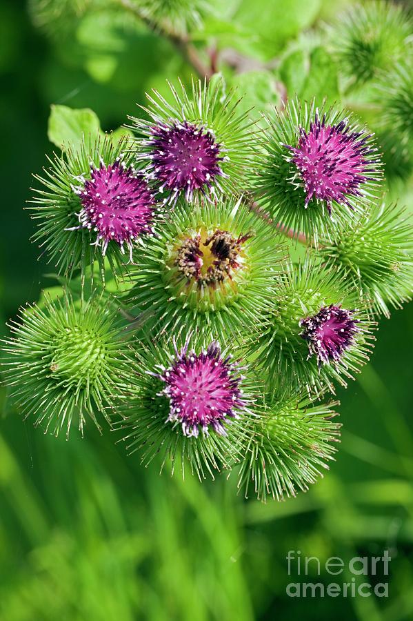 Greater Burdock (arctium Lappa) Photograph by Dr Keith Wheeler/science Photo Library