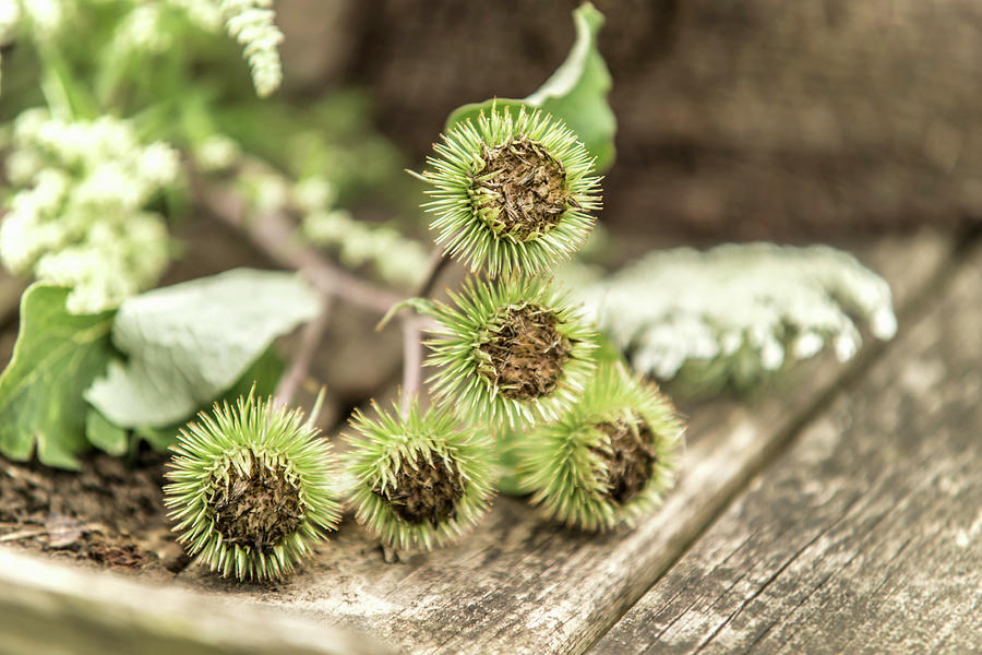 Greater Burdock Seed Heads On Rustic Wooden Table Photograph by Bildhbsch