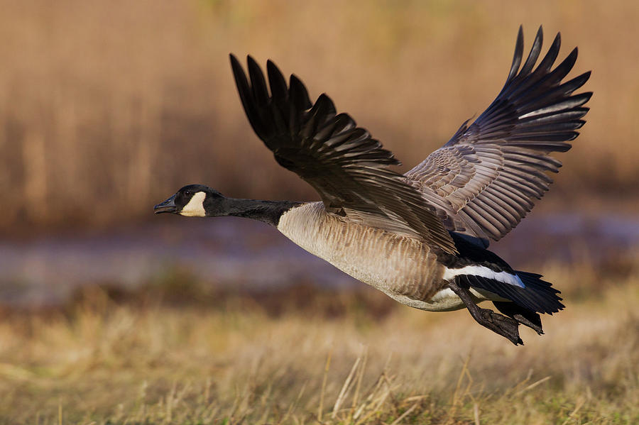 Goose Photograph - Greater Canada Goose Taking by Ken Archer