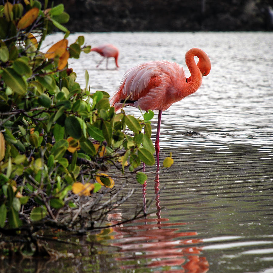 Greater Flamingo 2 Photograph by Henri Leduc