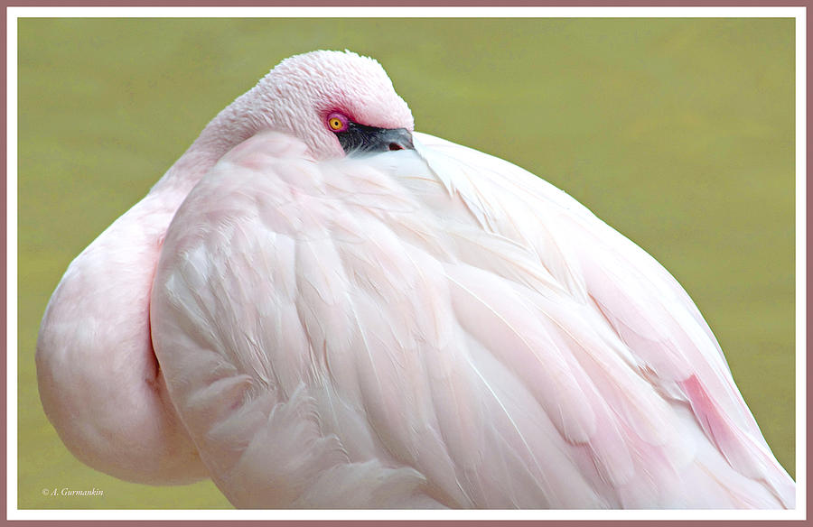 Greater Flamingo Photograph by A Macarthur Gurmankin