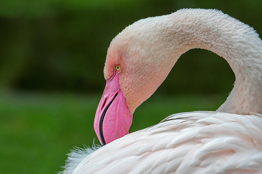 Greater Flamingo Photograph by Arterra Picture Library