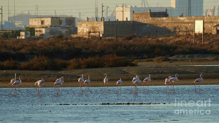 Greater Flamingo at Arillo River Photograph by Pablo Avanzini
