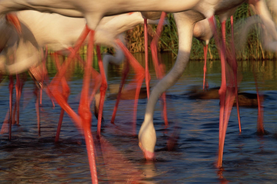 Greater Flamingo Group Feeding Photograph by Nhpa