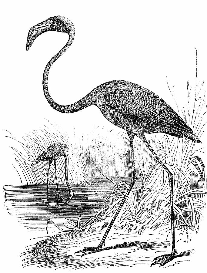 Greater Flamingo Phoenicopterus Roseus Digital Art by Ilbusca Greater Flamingo Phoenicopterus Roseus Digital Art by Ilbusca