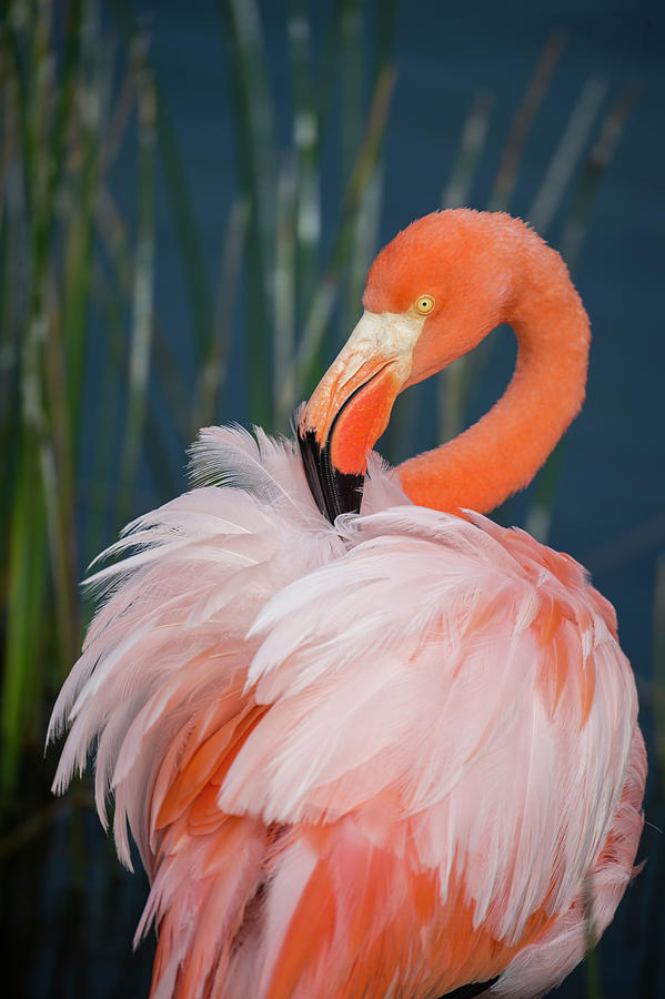 Greater Flamingo Preening Photograph by Tui De Roy