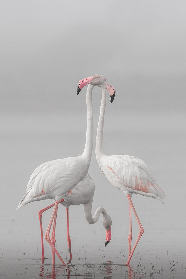 Greater Flamingo Photograph by Rahul Wedpathak