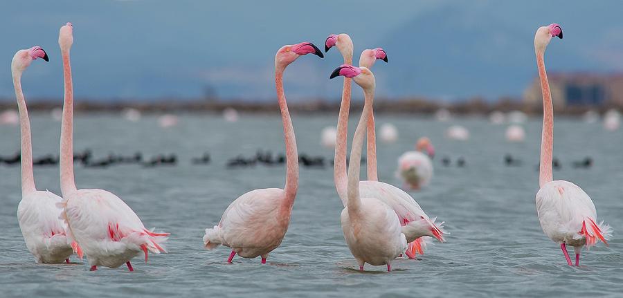 Greater Flamingo Photograph by Selim Kaya