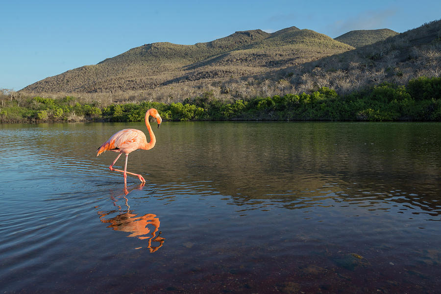 Greater Flamingo Wading Photograph by Tui De Roy