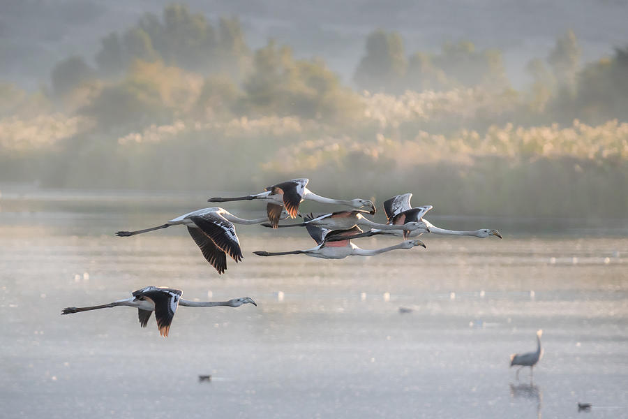 Greater Flamingos In Flight ... Photograph by Natalia Rublina