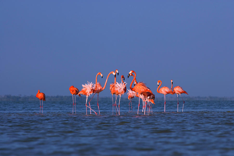 Greater Flamingos Phoenicopterus Ruber Photograph by Frans Lemmens