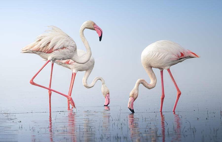 Animal Photograph - Greater Flamingos by Rahul Wedpathak