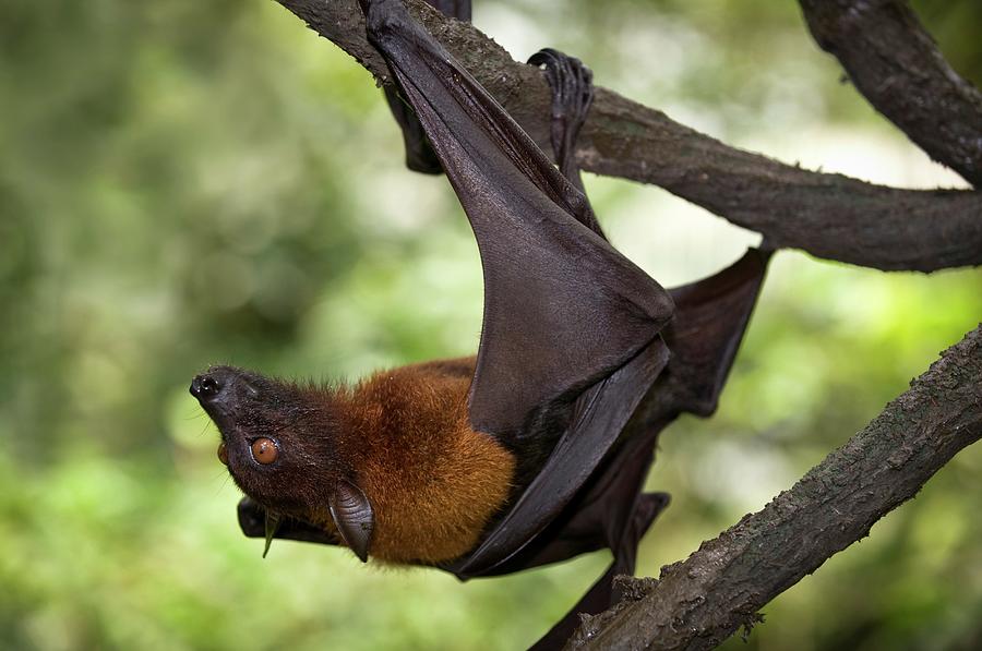 Greater Flying Fox (pteropus Vampyrus) Photograph by Nick Garbutt ...