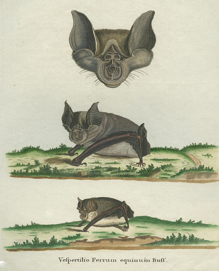 Greater Horseshoe Bat Photograph by Hulton Archive