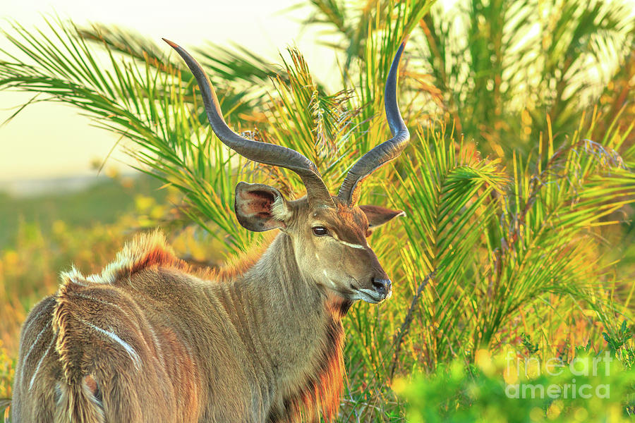 Greater kudu at iSimangaliso Photograph by Benny Marty