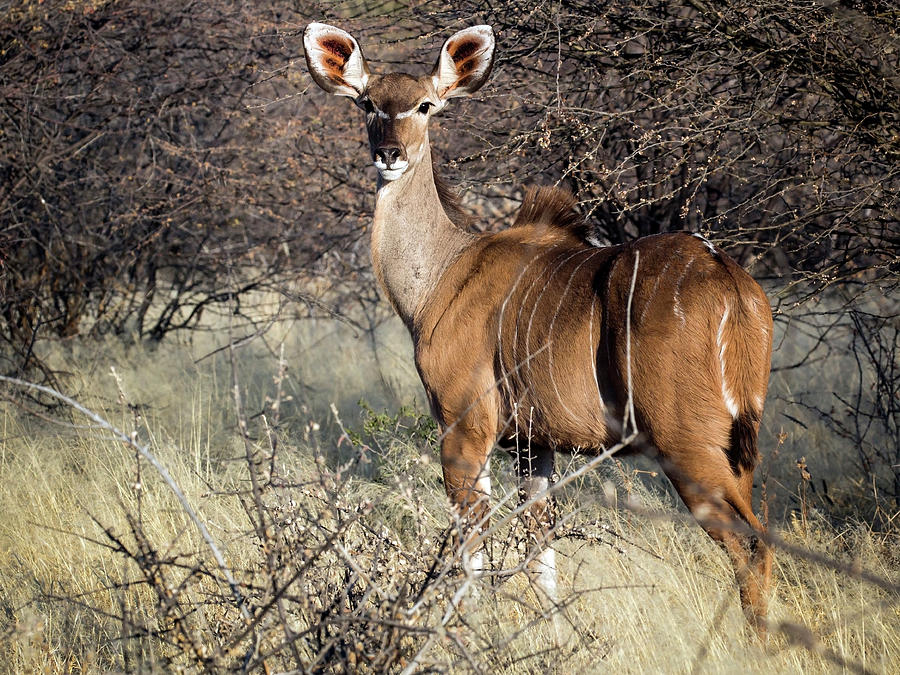 Greater Kudu Photograph by Claudio Maioli