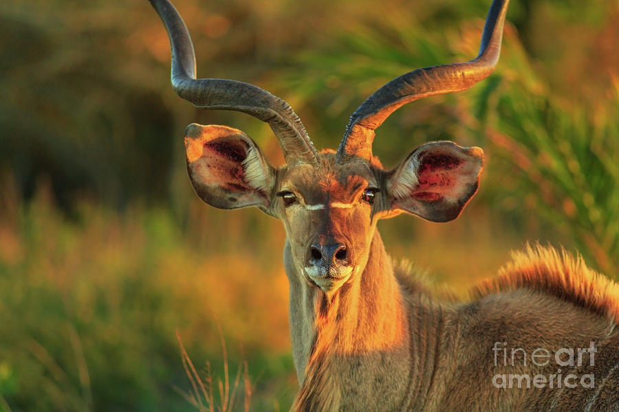 Greater kudu face Photograph by Benny Marty