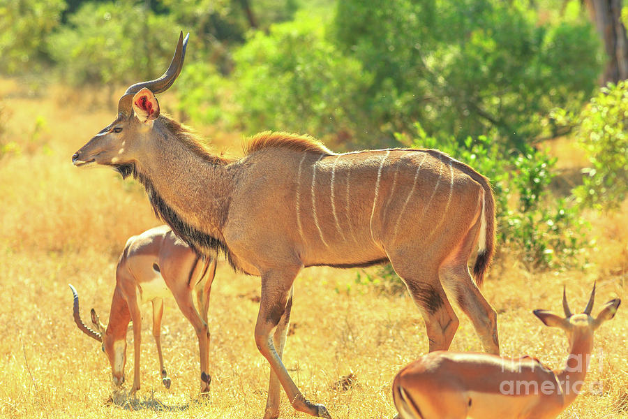 Greater kudu Family Photograph by Benny Marty