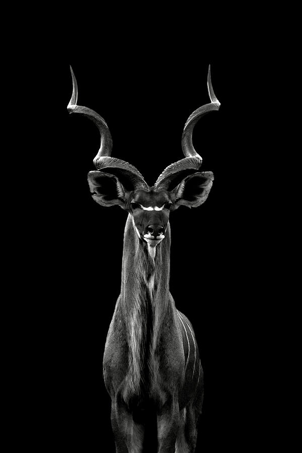 Greater Kudu Photograph by Hannes Bertsch