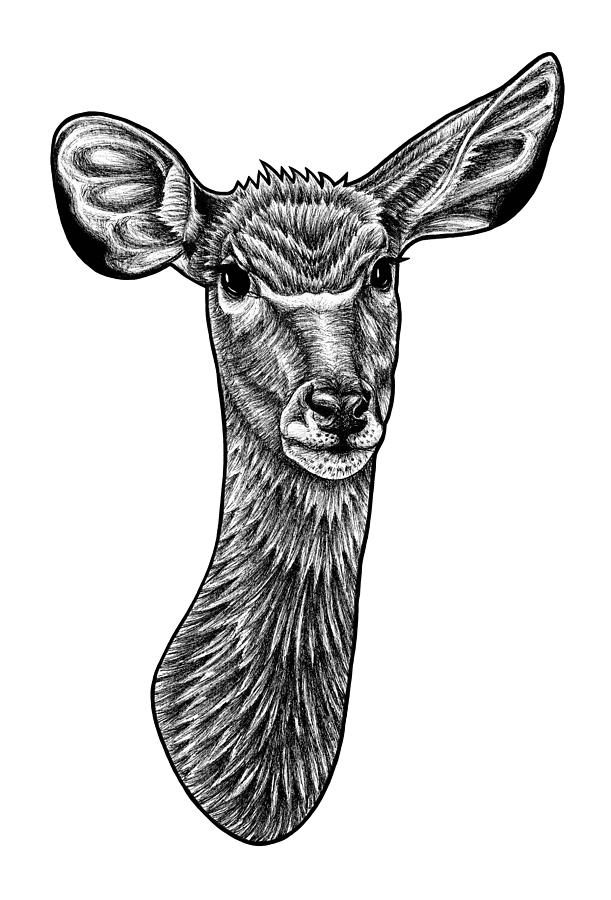Greater kudu - ink illustration Drawing by Loren Dowding