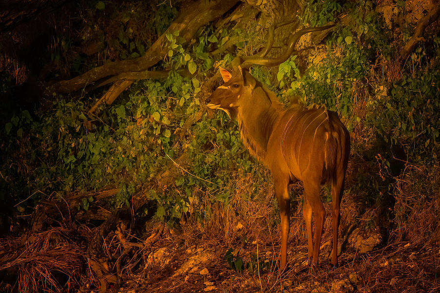 Greater Kudu Photograph