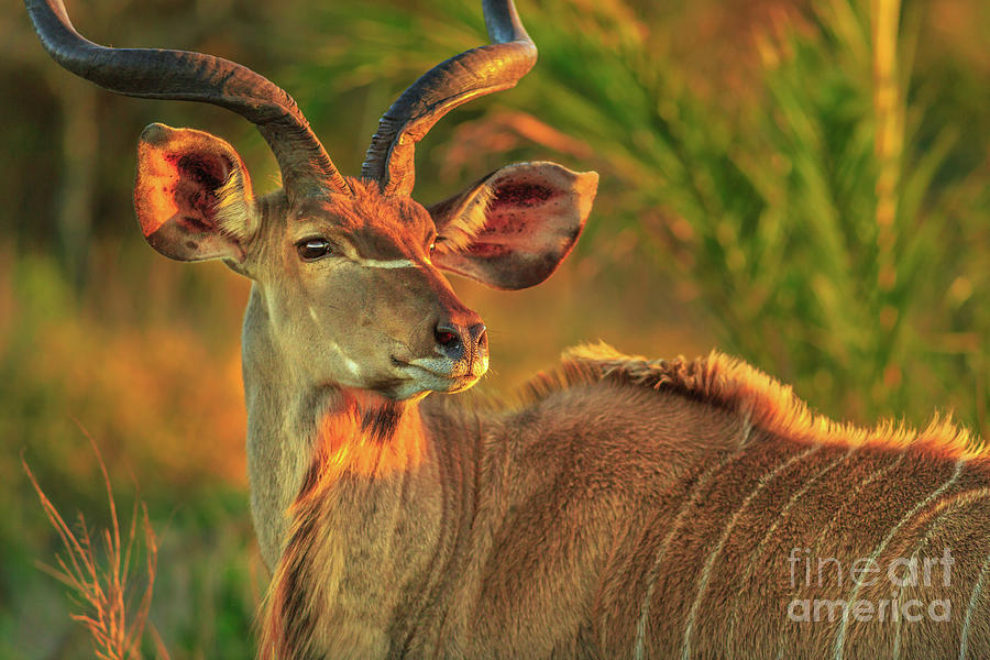 Greater kudu portrait Photograph by Benny Marty