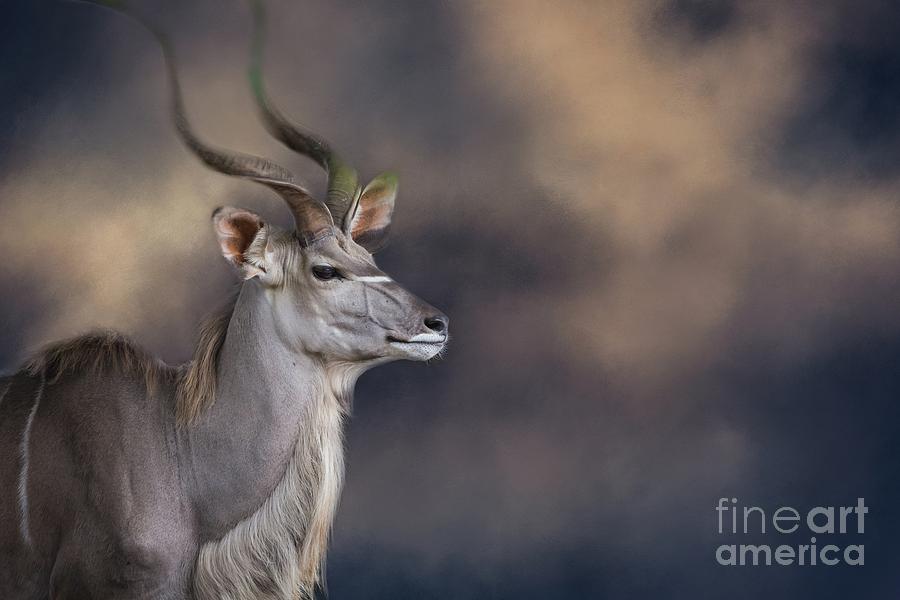 Greater Kudu Portrait Photograph by Eva Lechner
