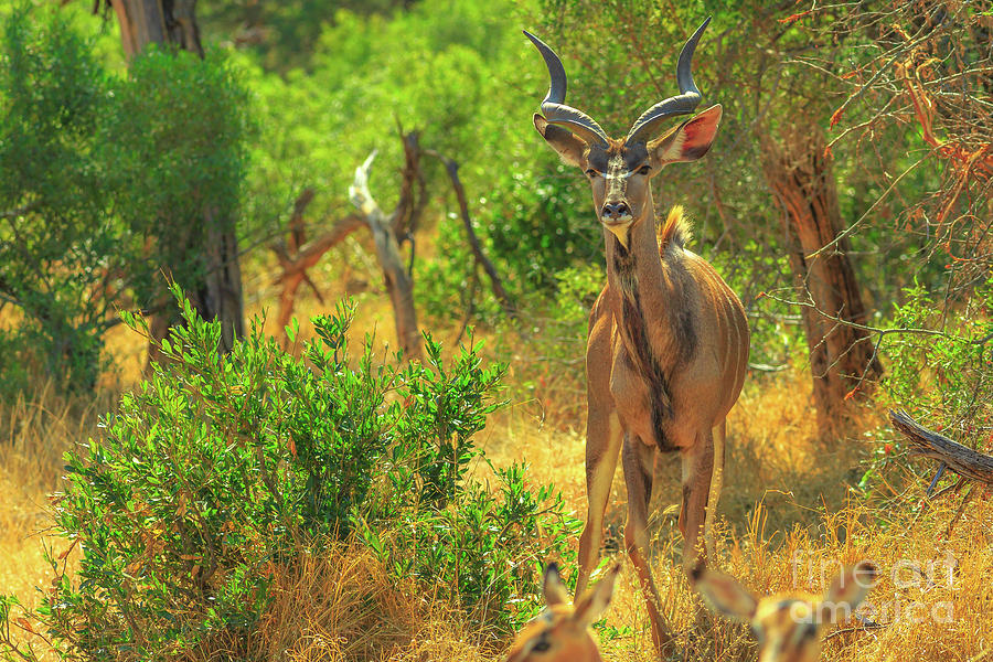 Greater kudu South Africa Photograph by Benny Marty
