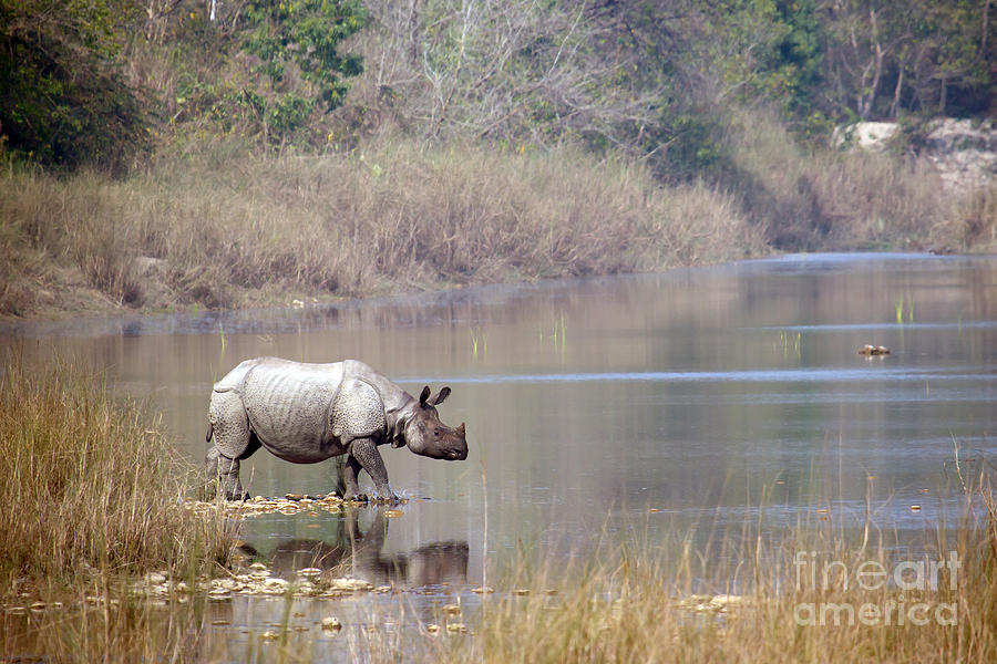 No Photograph - Greater One-horned Rhinoceros Specie by Paco Como No Photograph - Greater One-horned Rhinoceros Specie by Paco Como