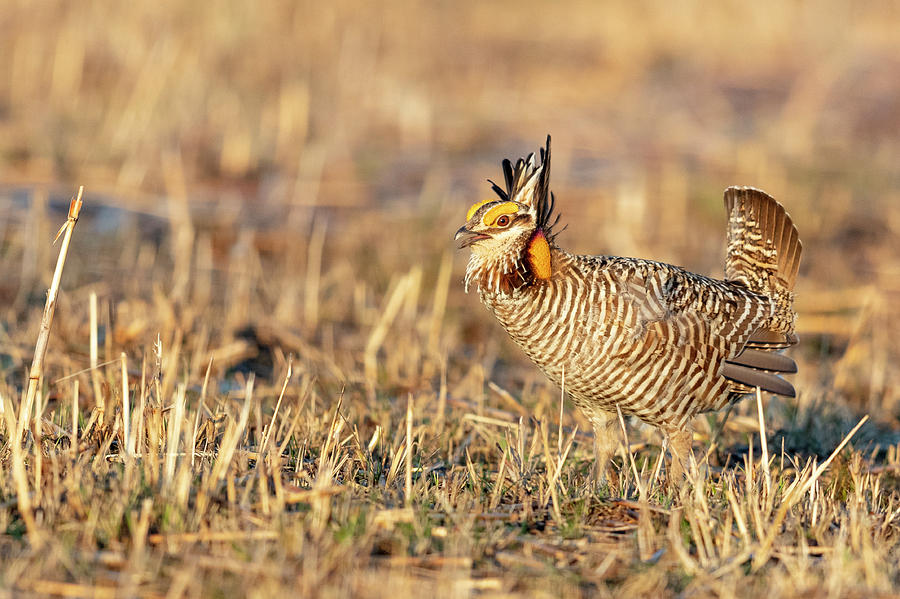 Greater Prairie Chicken - 2019040404 Photograph By Mike Timmons - Fine 