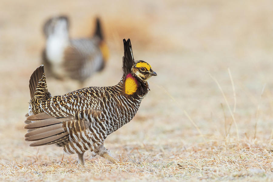 Greater Prairie Chickens, Competing Photograph by Ken Archer - Fine Art ...