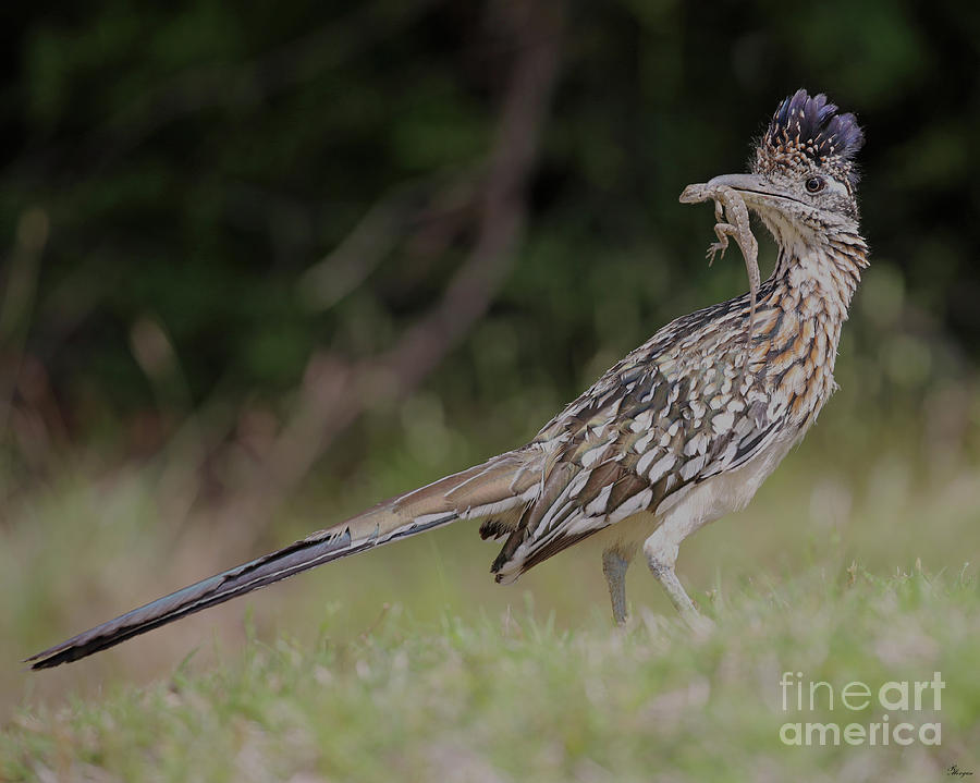 Greater Roadrunner - eBird