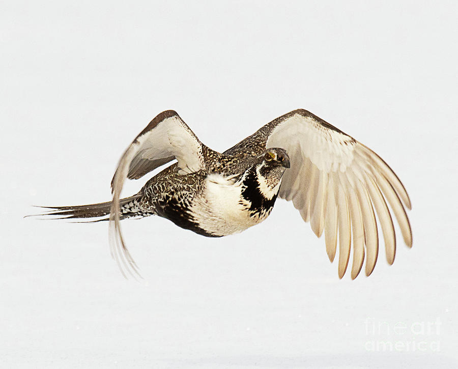 Greater Sage Grouse on the Wing Photograph by Dennis Hammer