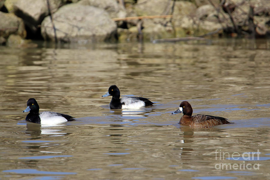 Greater Scaup  9607 Photograph by Jack Schultz