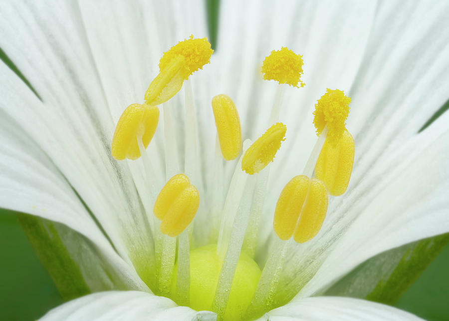 Greater Stitchwort Stamen Detail, Northern Ireland Photograph by Robert ...