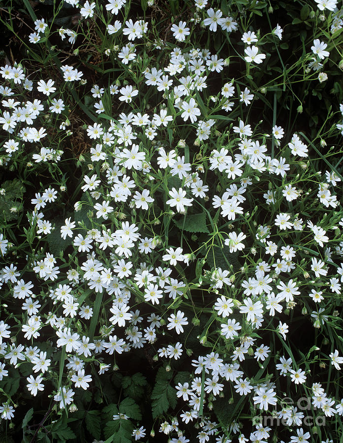Greater Stitchwort (stellaria Holostea) Photograph by Geoff Kidd/science Photo Library