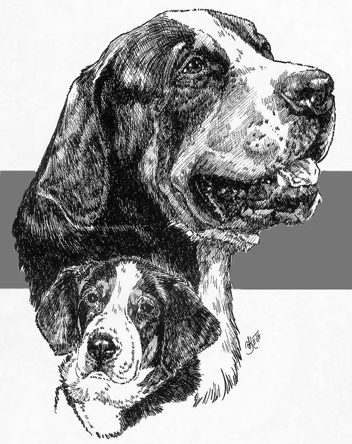 Greater Swiss Mountain Dog and Pup Drawing by Barbara Keith