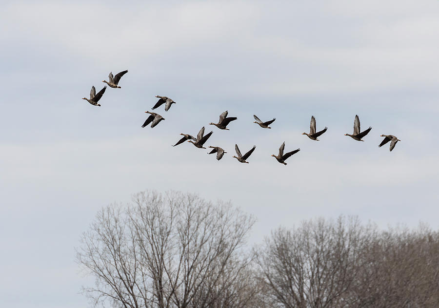 Greater White-fronted Geese 2019-1 Photograph by Thomas Young
