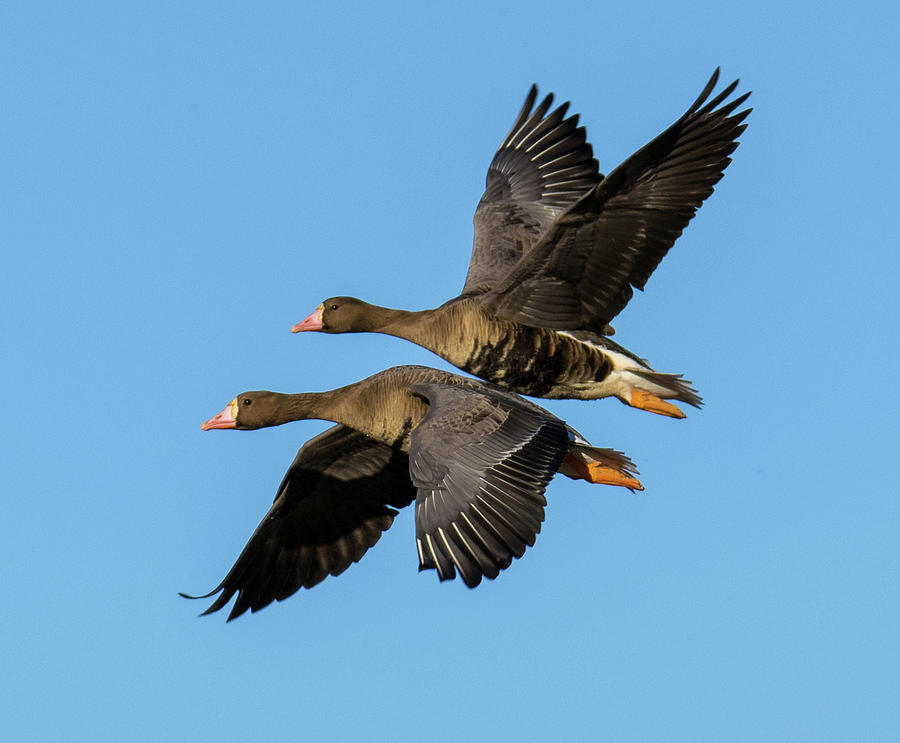 Greater White-fronted Goose - 1 Photograph