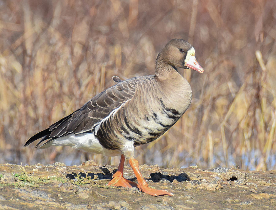Greater White-fronted Goose - 2 Photograph