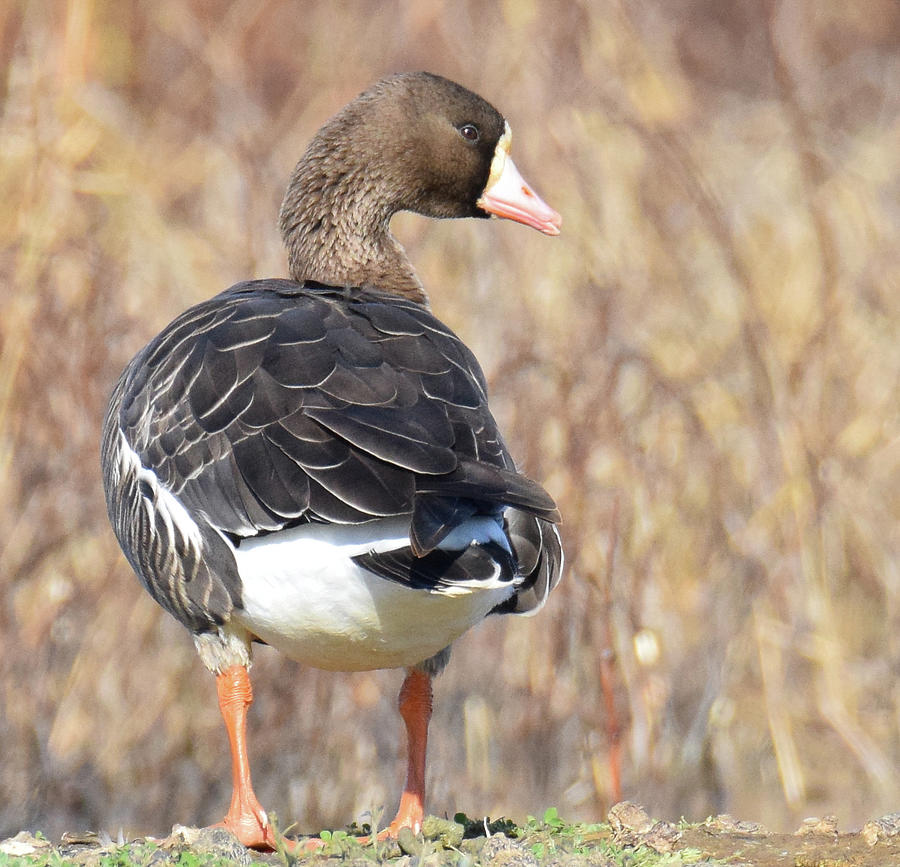 Greater White-fronted Goose - 3 Photograph by Alan C Wade